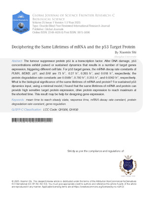 Deciphering the Same Lifetimes of mRNA and the p53 Target Protein